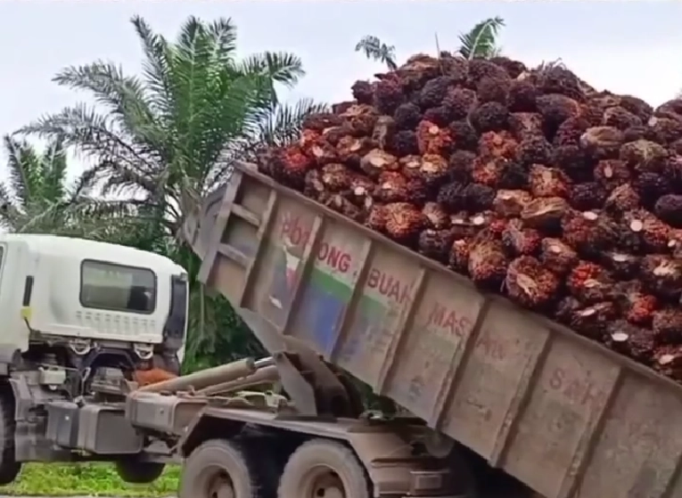 palm-oil-hook-lift-bin-truck